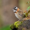 Strnadec ranni - Zonotrichia capensis - Rufous-collared Sparrow o1518